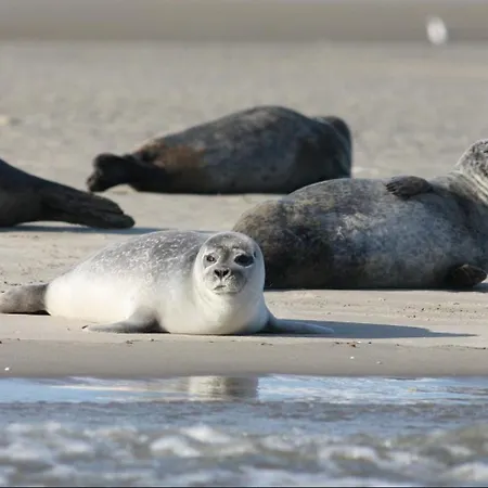 A L'abri Des Vagues Appartement Cayeux-sur-Mer