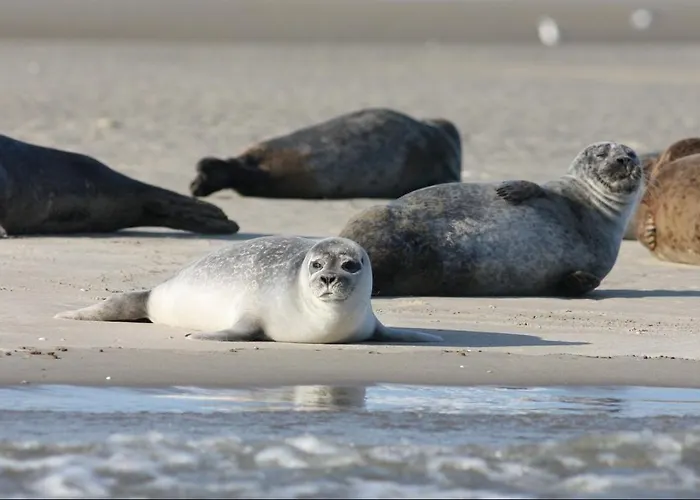 A L'abri Des Vagues Appartement Cayeux-sur-Mer
